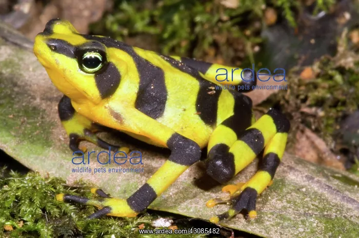 : Harlequin Toad : Harlequin Toad