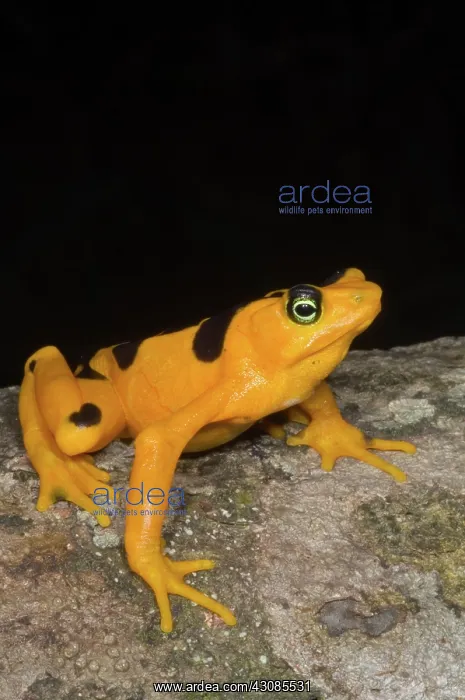 : Harlequin Toad : Harlequin Toad