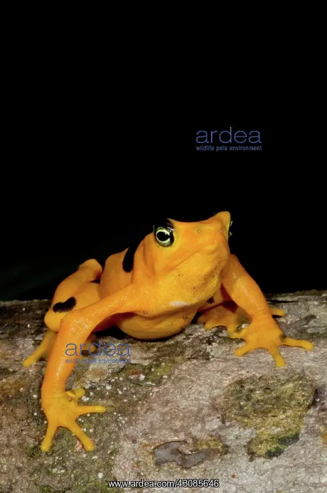: Harlequin Toad : Harlequin Toad