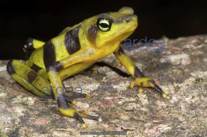 : Harlequin Toad : Harlequin Toad