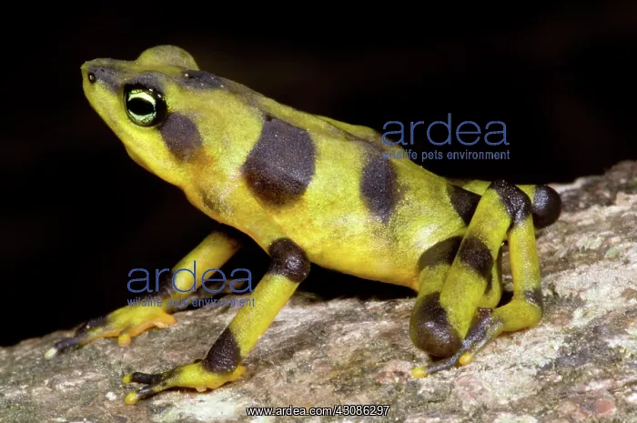: Harlequin Toad : Harlequin Toad