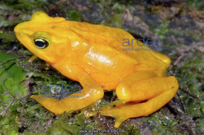 : Harlequin Toad : Harlequin Toad
