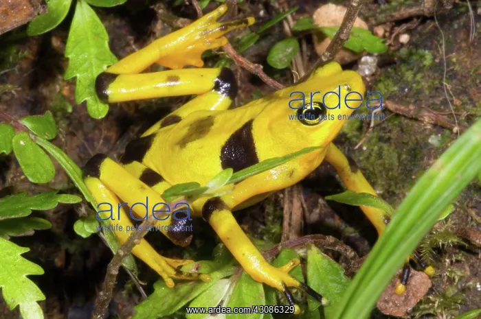 : Harlequin Toad : Harlequin Toad
