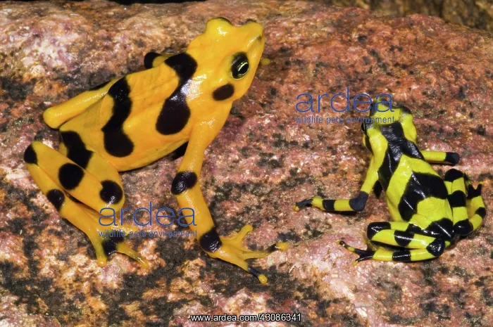 : Harlequin Toad : Harlequin Toad