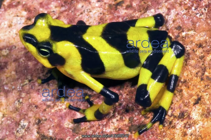 : Harlequin Toad : Harlequin Toad