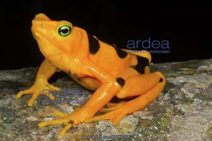 : Harlequin Toad : Harlequin Toad