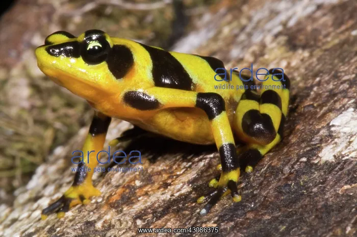: Harlequin Toad : Harlequin Toad