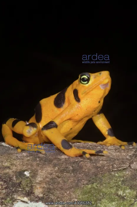 : Harlequin Toad : Harlequin Toad