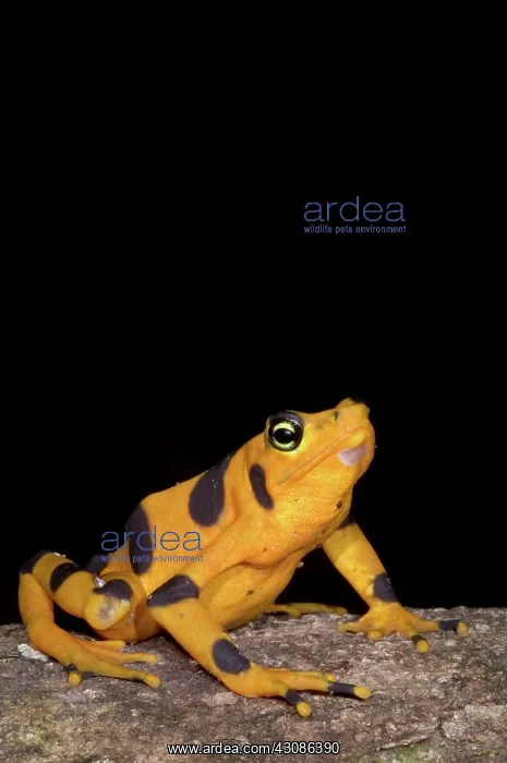 : Harlequin Toad : Harlequin Toad