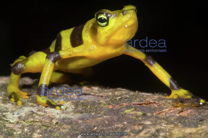 : Harlequin Toad : Harlequin Toad