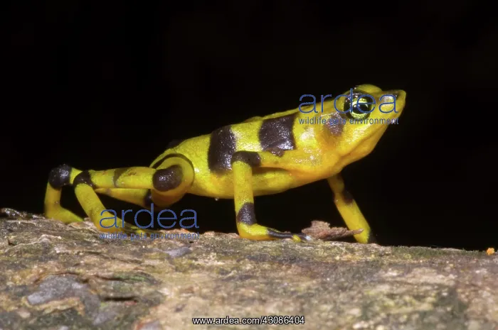: Harlequin Toad : Harlequin Toad