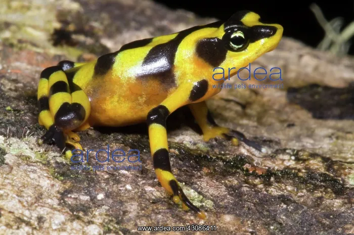 : Harlequin Toad : Harlequin Toad