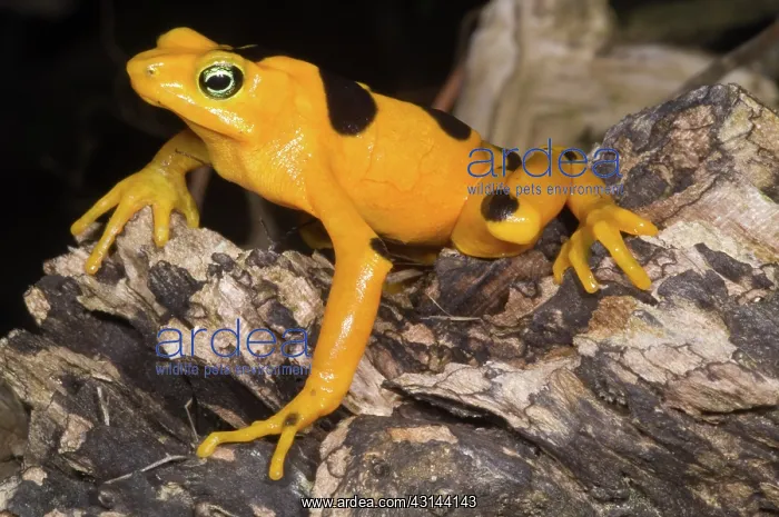 : Harlequin Toad : Harlequin Toad