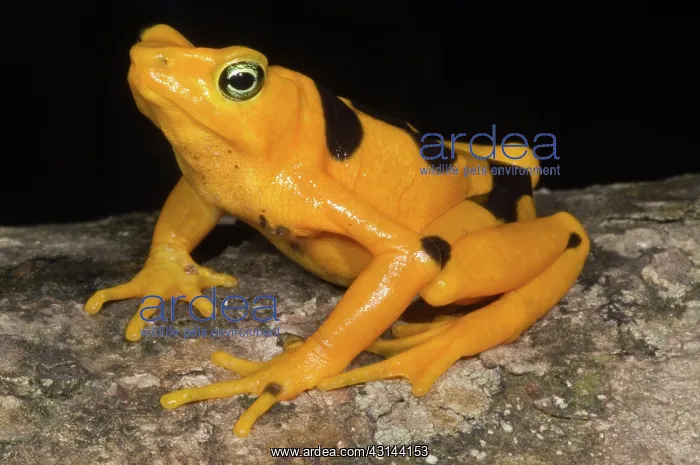 : Harlequin Toad : Harlequin Toad