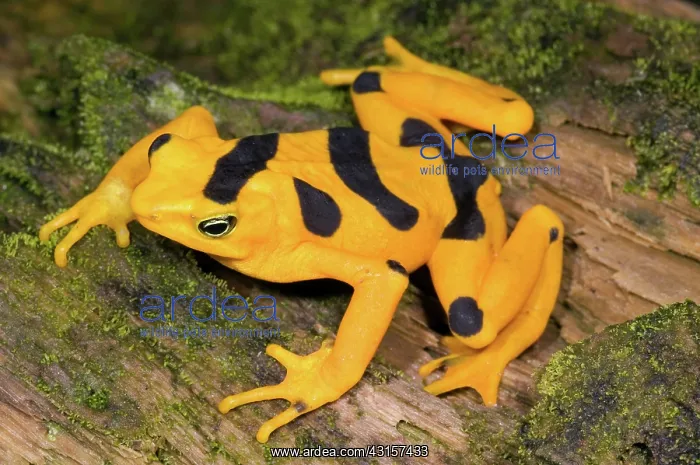 : Harlequin Toad : Harlequin Toad