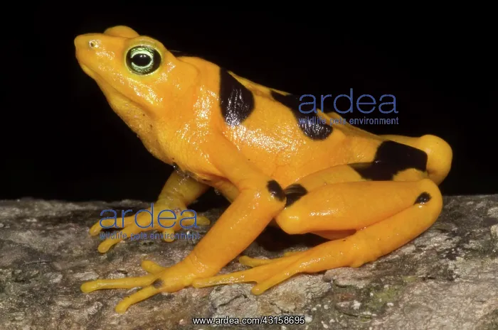 : Harlequin Toad : Harlequin Toad