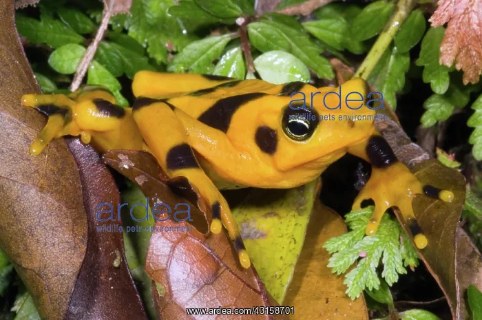 : Harlequin Toad : Harlequin Toad