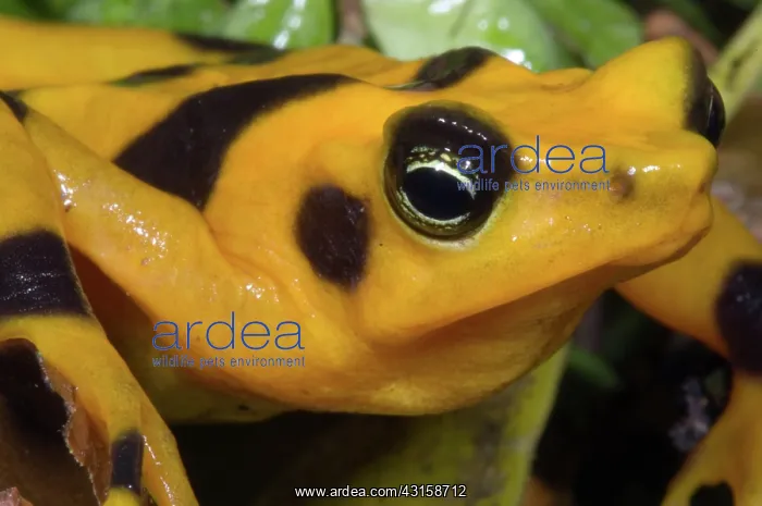 : Harlequin Toad : Harlequin Toad