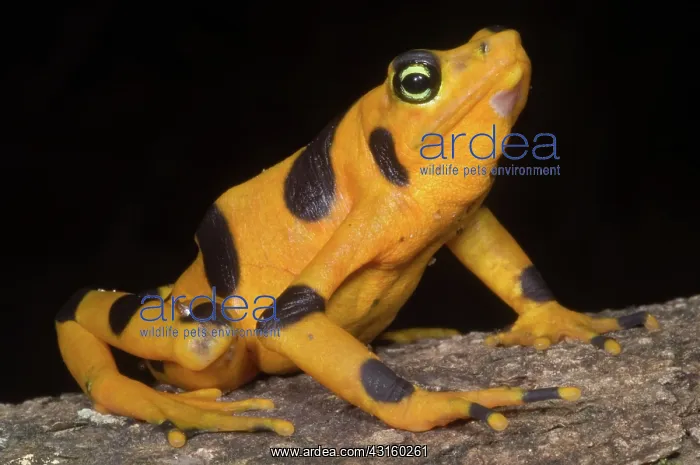 : Harlequin Toad : Harlequin Toad