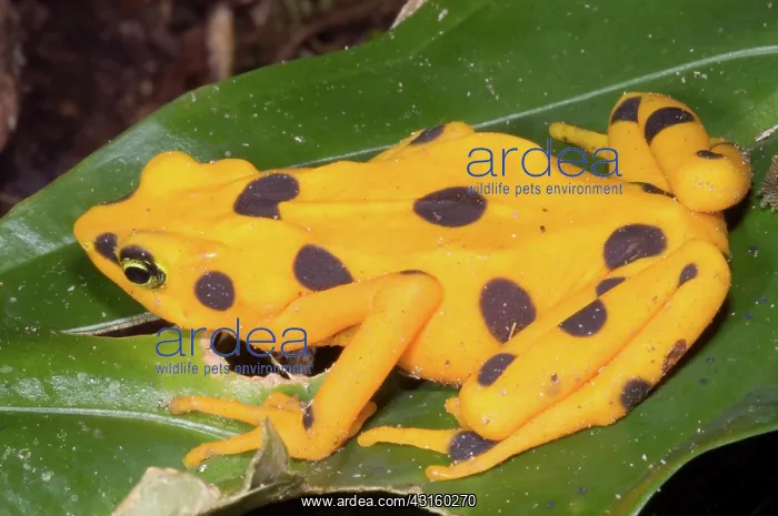 : Harlequin Toad : Harlequin Toad