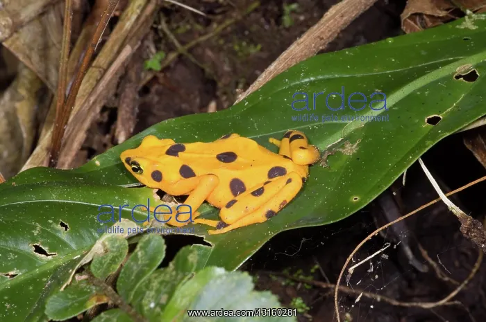 : Harlequin Toad : Harlequin Toad