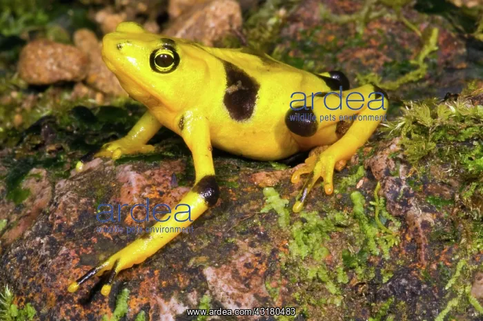 : Harlequin Toad : Harlequin Toad