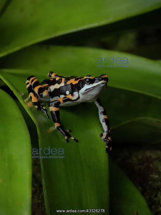 : Harlequin toad (Atelopus seminiferus), ?el Dorad : Harlequin toad (Atelopus seminiferus), ?el Dorad