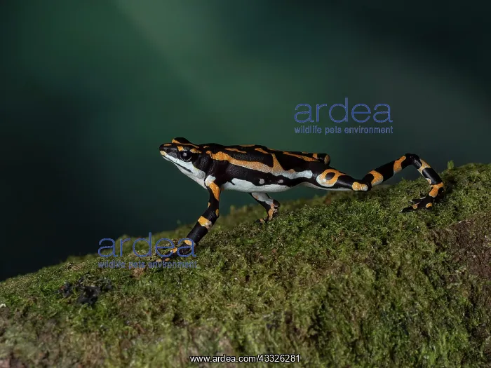 : Harlequin toad (Atelopus seminiferus), ?el Dorad : Harlequin toad (Atelopus seminiferus), ?el Dorad