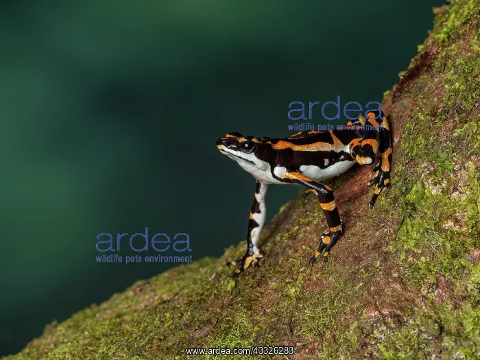 : Harlequin toad (Atelopus seminiferus), ?el Dorad : Harlequin toad (Atelopus seminiferus), ?el Dorad