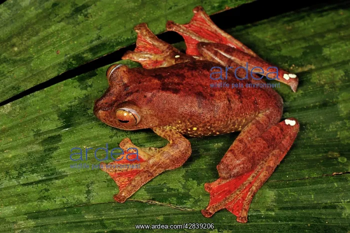 : Harlequin Tree Frog : Harlequin Tree Frog