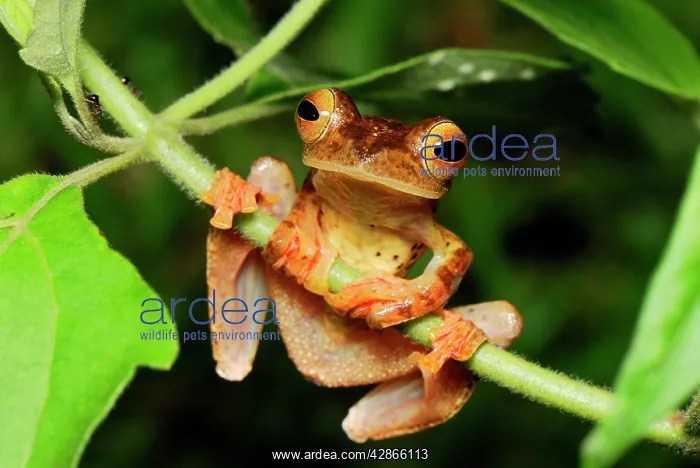 : Harlequin Tree Frog : Harlequin Tree Frog