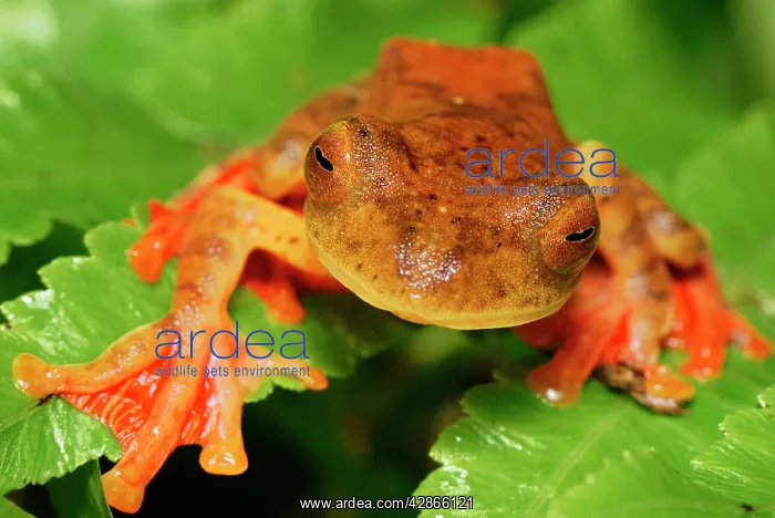 : Harlequin Tree Frog : Harlequin Tree Frog