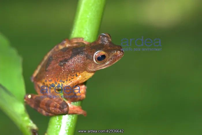  : Harlequin Tree Frog