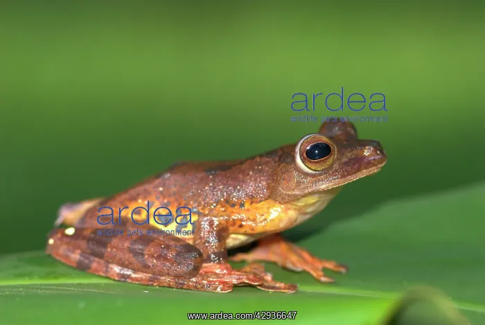 : Harlequin Tree Frog : Harlequin Tree Frog