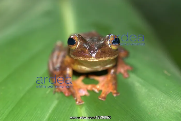 : Harlequin Tree Frog : Harlequin Tree Frog