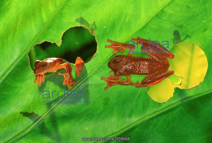 : HARLEQUIN TREE FROG : HARLEQUIN TREE FROG