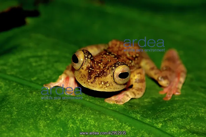 : A Harlequin Tree Frog climbs up a leaf of a ginger-plant : A Harlequin Tree Frog climbs up a leaf of a ginger-plant
