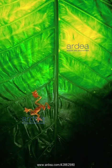 : Harlequin Tree Frog - in large leaf : Harlequin Tree Frog - in large leaf