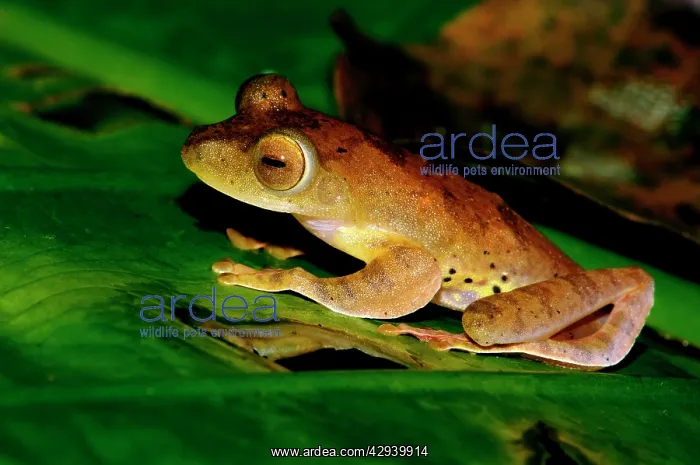 : A Harlequin Tree Frog on a leaf of a ginger-plant : A Harlequin Tree Frog on a leaf of a ginger-plant