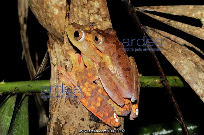 : Harlequin Tree Frogs Mating : Harlequin Tree Frogs Mating