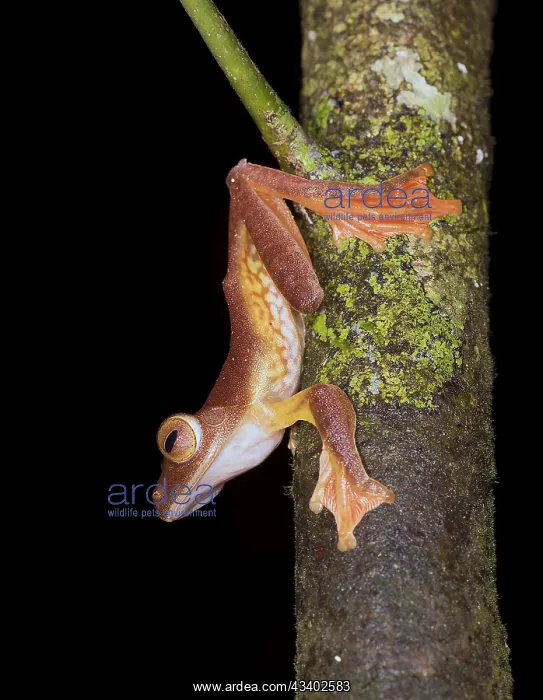 : Harlequin Tree Frogs (Rhacophorus pardalis), Kubah : Harlequin Tree Frogs (Rhacophorus pardalis), Kubah