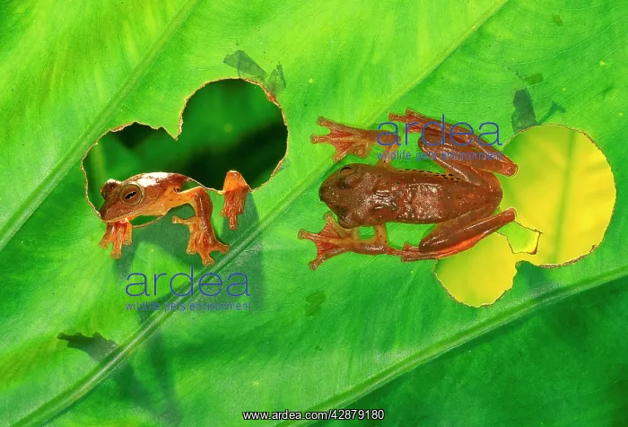 : Harlequin Treefrog - On leaf and appearing through : Harlequin Treefrog - On leaf and appearing through
