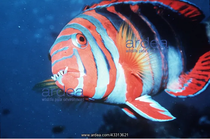: HARLEQUIN TUSK FISH : HARLEQUIN TUSK FISH