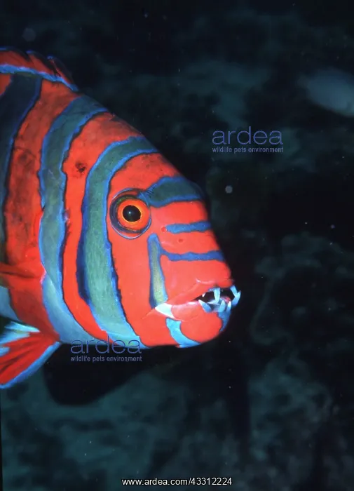 : HARLEQUIN TUSK FISH - close-up of head : HARLEQUIN TUSK FISH - close-up of head