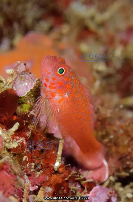  : Harlot Dwarfgoby