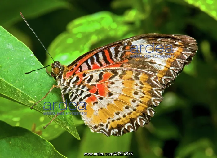: Harmonia Tiger Butterfly : Harmonia Tiger Butterfly
