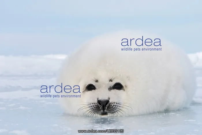 : Harp Seal (Phoca groenlandica). Magdalen Islands Quebec Canada : Harp Seal (Phoca groenlandica). Magdalen Islands Quebec Canada