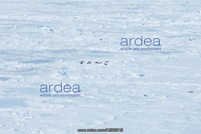 : Harp Seal (Phoca groenlandica). Quebec Canada : Harp Seal (Phoca groenlandica). Quebec Canada