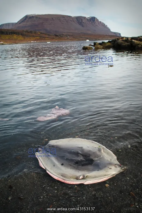 : Harp Seal (Pagophilus groenlandicus) skin left by a hunter in bay : Harp Seal (Pagophilus groenlandicus) skin left by a hunter in bay