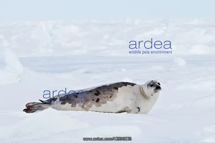 : Harp Seal - adult female : Harp Seal - adult female